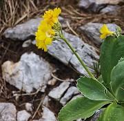 47 Primula auricula (Orecchia d'orso)